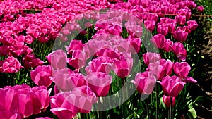 Pink Triumph tulips Tulipa Carola bloom in a garden in April tulips bloom in a field of bright pink color in the sun