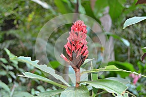 Pink Tropical Flower