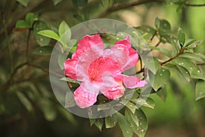 Pink tropical flower with blured leaves background photo