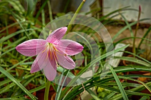 Pink tropical flower covered with water drops