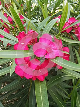 Pink flower photo