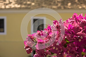 A Pink tropical flowers close up against a blurred yellow house with white windows and brown roof
