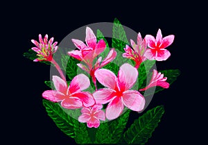 Pink tropical flowers with five petals