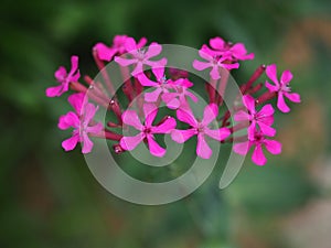 pink tropical flowers and green leaves - a botanical garden in Prague