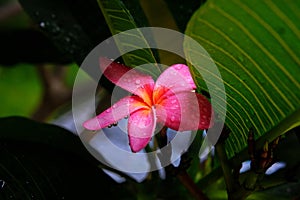 Pink tropical flowers with green leaves and drops of rain