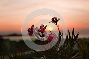 Pink tropical flowers on the sea sunset background.