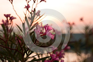 Pink tropical flowers on the sea sunset background.