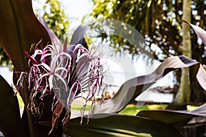 Pink tropical flowers with wavy leaves