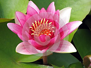 Pink Tropical lily photo