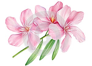 Pink tropical pink flowers isolated background, watercolor botanical illustration, Adelfa hand drawing painting oleander