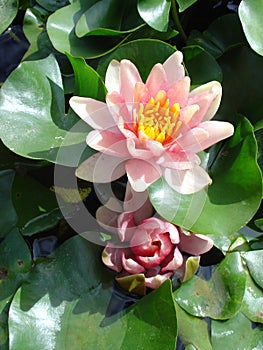 Pink tropical water lily