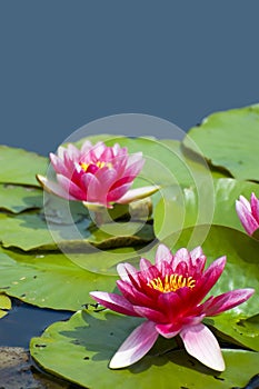 Pink tropical waterlily