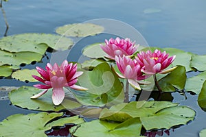 Pink tropical waterlily photo
