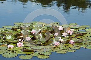 Pink tropical waterlily