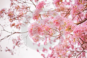 Pink Trumpet flower