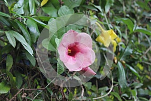 Pink trumpet flower in the garden