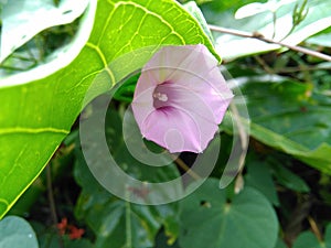 Pink trumpet flower from Lae, PNG