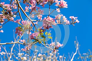 Pink Trumpet flower tree