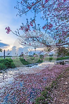 Pink Trumpet flower tree