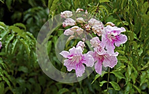 Pink trumpet flowers, Pandorea ricasoliana or Podranea ricasoliana