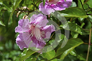 Pink trumpet flowers, Pandorea ricasoliana or Podranea ricasoliana