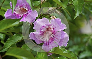 Pink trumpet flowers, Pandorea ricasoliana or Podranea ricasoliana
