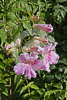 Pink trumpet flowers, Pandorea ricasoliana or Podranea ricasoliana, Rio