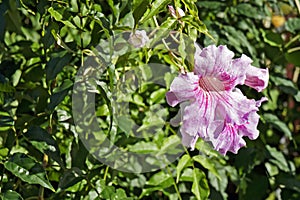 Pink trumpet flowers, Pandorea ricasoliana or Podranea ricasoliana, Rio