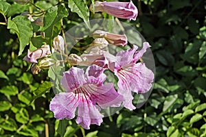 Pink trumpet flowers, Pandorea ricasoliana or Podranea ricasoliana, Rio