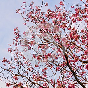 Pink trumpet flowers on trumpet tree