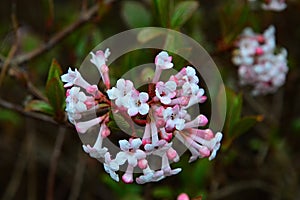 Pink trumpet shaped flower cluster of flowering shrub plant Viburnum Farreri