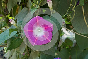 Pink trumpet-shaped flower of morning glory