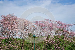 Pink Trumpet shrub flowering tree know as Pink Tecoma or Tabebuia rosea plant, pink petals blossom on green leaves  background