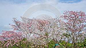 Pink Trumpet shrub flowering tree know as Pink Tecoma or Tabebuia rosea plant, pink petals blossom on green leaves  background