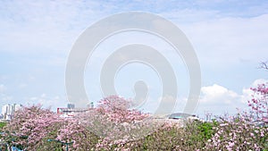 Pink Trumpet shrub flowering tree know as Pink Tecoma or Tabebuia rosea plant, pink petals blossom on green leaves in a city