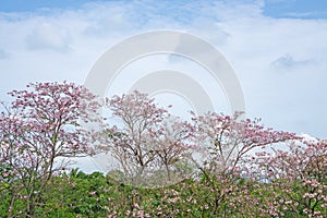 Pink Trumpet shrub flowering tree know as Pink Tecoma or Tabebuia rosea plant, pink petals blossom on green leaves in a city