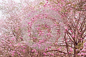 Pink trumpet (tabebuia) tree flower blooming.