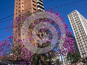 Pink trumpet or tatebuia in full bloom in Brazil