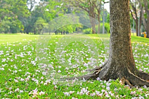 Pink trumpet tree