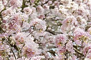 Pink trumpet tree