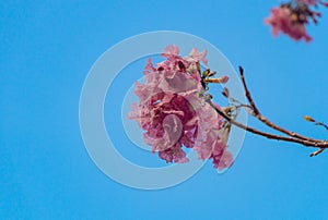 Pink trumpet tree blooming against the blue sky in april