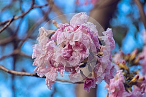 Pink trumpet tree blooming against the blue sky in april