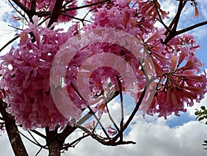 Pink trumpet tree flower