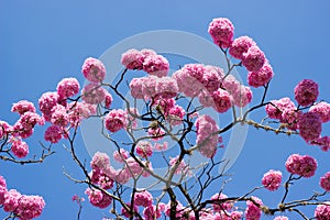 Pink trumpet tree and flower