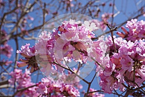 Pink trumpet tree (Handroanthus impetiginosus). Tabebuia rosea is a Pink Flower neotropical tree in the park.