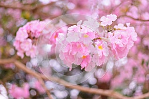 Pink trumpet tree row