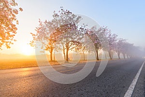 Pink trumpet tree row with Mist in sunrise time