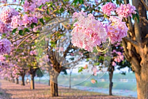 Pink trumpet tree row with Mist in sunrise time