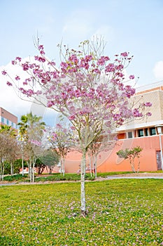 Pink trumpet tree and Tabebuia rosea