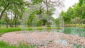 Pink Trumpet tree or Tabebuia rosea flower blossom and fall down on water in a lake and green grass lawn